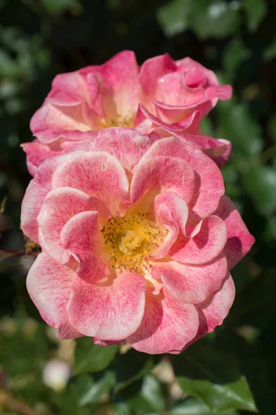 Dos Hermosas Rosas Colores Florecientes Fondo Del Jardín — Foto de Stock