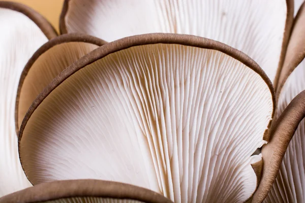 Cogumelo Ostra Pleurotus Ostreatus Como Cogumelo Facilmente Cultivado — Fotografia de Stock