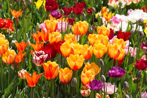 Bunte Tulpenblumen Blühen Frühlingsgarten — Stockfoto