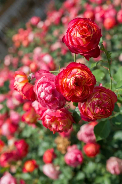 Virágzó Gyönyörű Csokor Rózsa Tavaszi Kertben — Stock Fotó