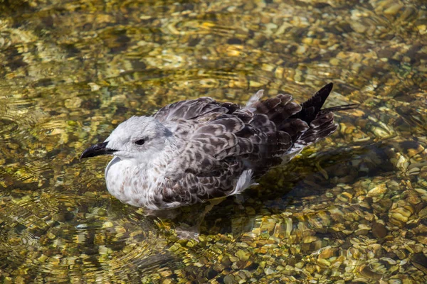 Jeden Racek Mělké Vodě Rybníka — Stock fotografie