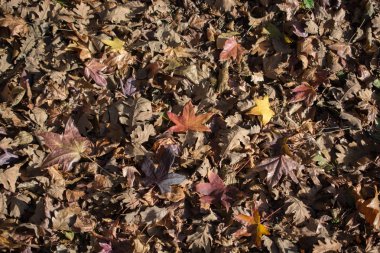 Sonbahar mevsiminin yapraklı desenli arka planı