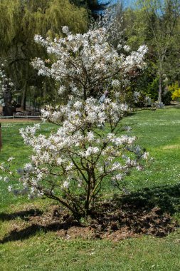 Bahar mevsiminde ağaçlar çiçek açar.