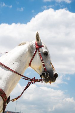 bir at açık havada Başkanı ile kısmi görünümünde koşum