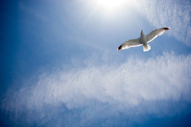 mavi gökyüzünde güzel martı