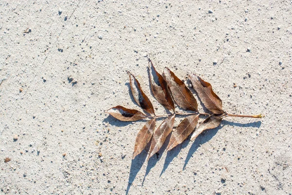 Ein Einzelnes Trockenes Blatt Zur Herbstzeit — Stockfoto