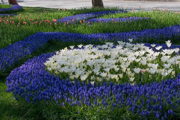 Tulpen Van Verschillende Kleuren Natuur Het Voorjaar — Stockfoto