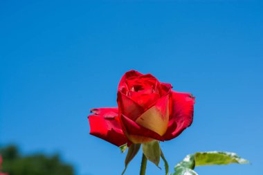 Güzel renkli gül çiçek bir gökyüzü arka plan ile