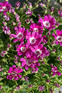 Çiçekler çiçek arkaplan dokusunu oluşturur