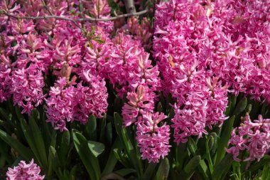 Arka plan olarak güzel taze çiçekler