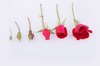 Artan sırayla beyaz zemin üzerine kırmızı gül hizalı