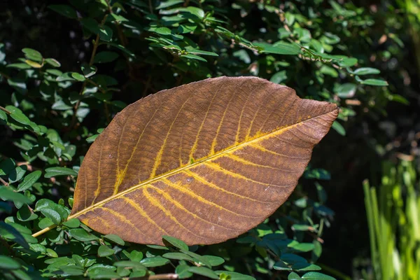 One Separate Dry Leaf Autumn Times — Stock Photo, Image