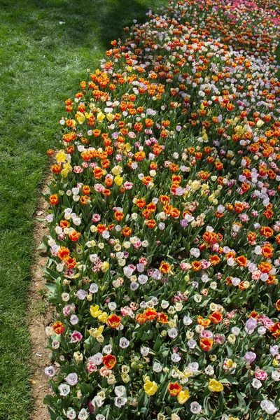Bloeiende Prachtige Kleurrijke Natuurlijke Bloemen Het Zicht — Stockfoto