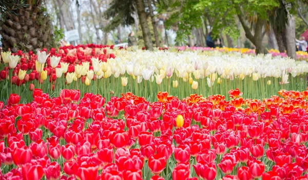 Bunte Tulpenblumen Blühen Frühlingsgarten — Stockfoto