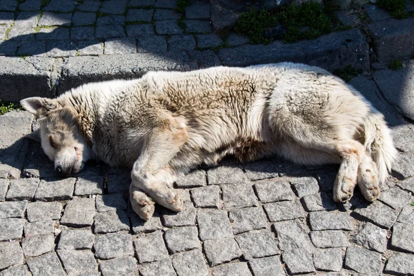 Cani Randagi Senzatetto Strada Come Concetto Solitario — Foto Stock