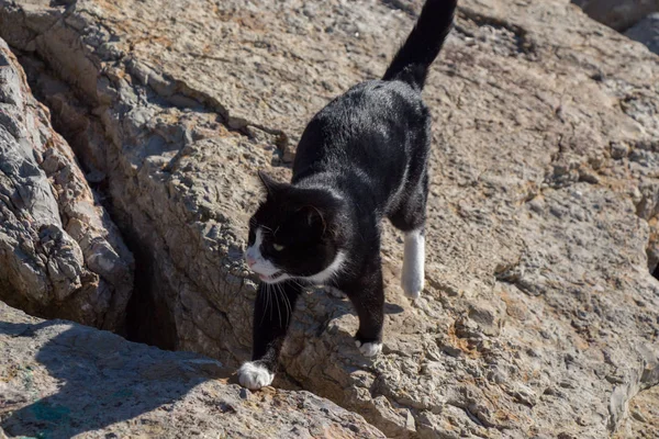 Fotos Del Gato Encantador Como Animal Doméstico Vista — Foto de Stock