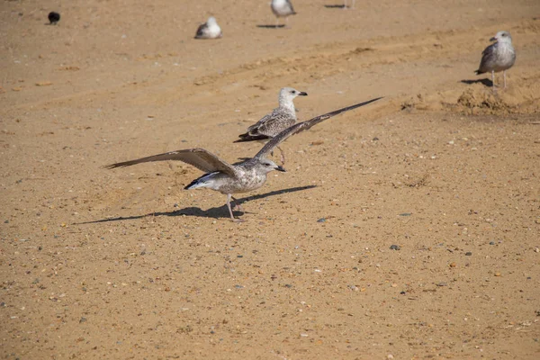 Kahverengi topraklı martılar yerde.