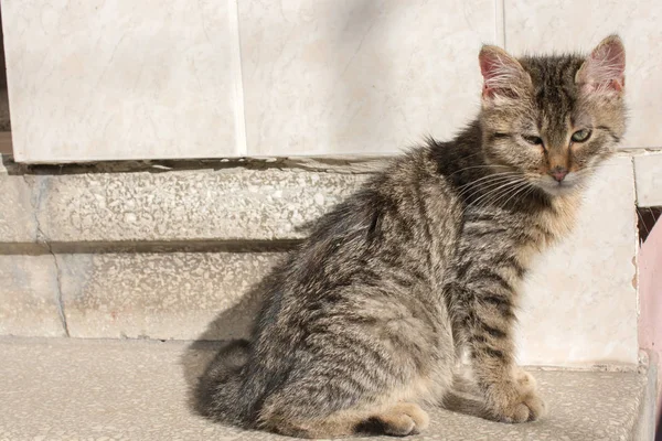 Bilder Der Schönen Katze Als Haustier Blick — Stockfoto