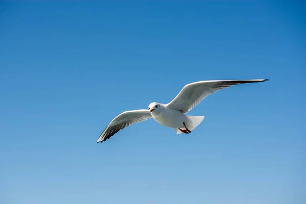 背景として空を飛ぶ一羽のカモメ — ストック写真