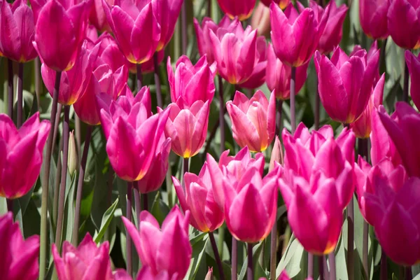 Blühende Bunte Tulpenblumen Garten Als Floraler Hintergrund — Stockfoto