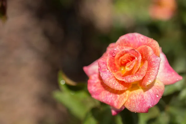 Mano Sosteniendo Una Colorida Flor Rosa — Foto de Stock