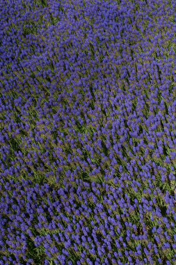 Çiçekler çiçek arkaplan dokusunu oluşturur