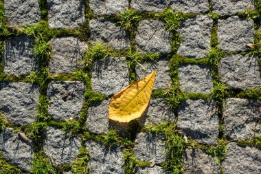  Büyük kuru yaprak yakın görünümü, doğa kavramı.