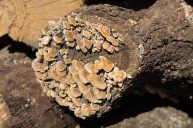 Düşen ağaç gövdesinde büyüyen mantarlar