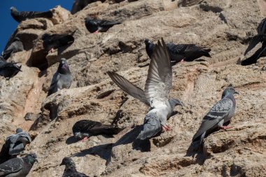 Güvercinler arka planda oturuyor.