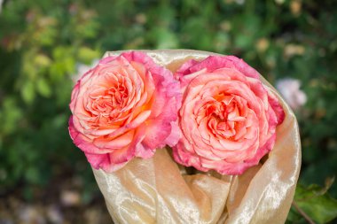 Bahar bahçesinde çiçek açan güzel güller