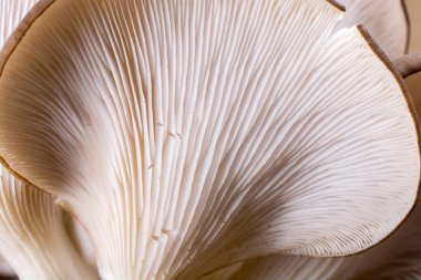 İstiridye mantarı ya da Pleurotus ostreatus kolayca ekilmiş mantar.