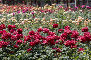Çiçek açan gül çalılarının yakınına