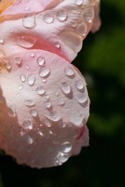 Çiçek açan güzel renkli gül yaprakları üzerinde su damlaları