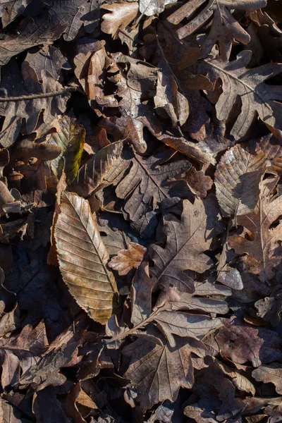 Getextureerde Achtergrond Van Herfst Seizoen Met Bladeren — Stockfoto