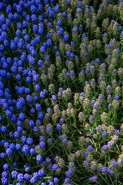 Flores Florescendo Fazer Uma Textura Fundo Floral — Fotografia de Stock