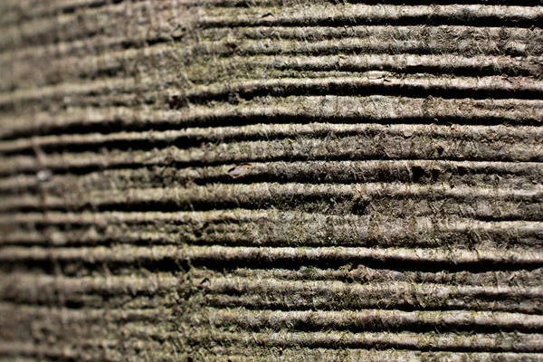 Textura Madera Con Motivos Naturales Como Fondo — Foto de Stock