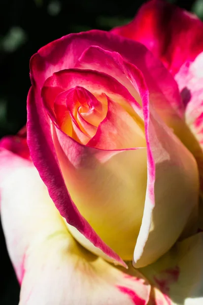 Kolorowe Świeże Róże Widoku Bliska — Zdjęcie stockowe