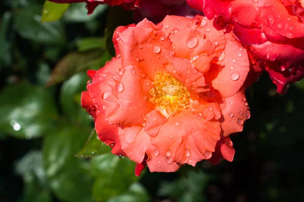 Kvetoucí Krásná Barevná Růže Kapkami Vody Okvětních Lístcích — Stock fotografie