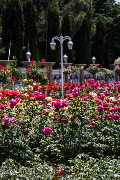 盛开的玫瑰花丛的花冠 — 图库照片
