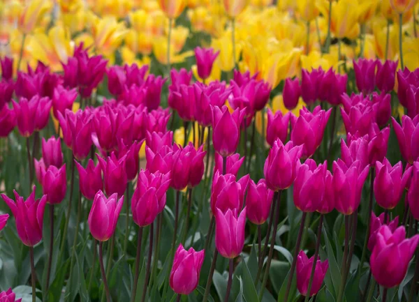 Färgglada Tulpanblommor Blommar Vårträdgården — Stockfoto