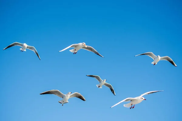 Чайки Літають Фоні Неба — стокове фото