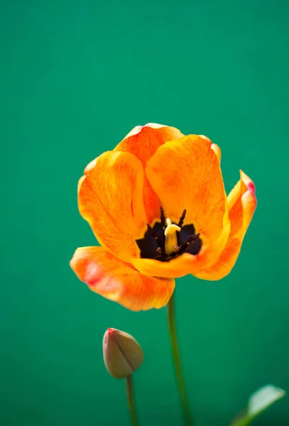 Fleurs Tulipes Colorées Avec Fond Coloré — Photo