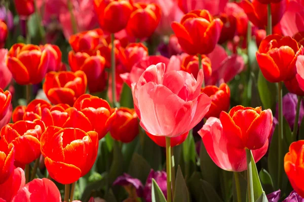 Flores Tulipán Colores Florecen Jardín Primavera — Foto de Stock