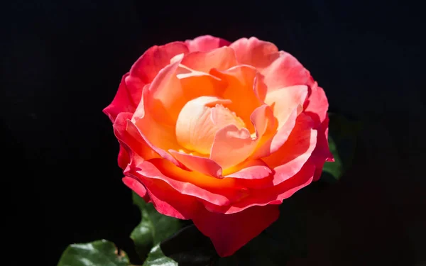 Schöne Rose Mit Schwarzem Hintergrund — Stockfoto