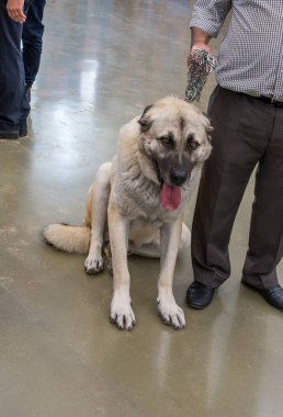 Türk çoban köpeği Kangal 'ı çiftçi köpek olarak yetiştirdi