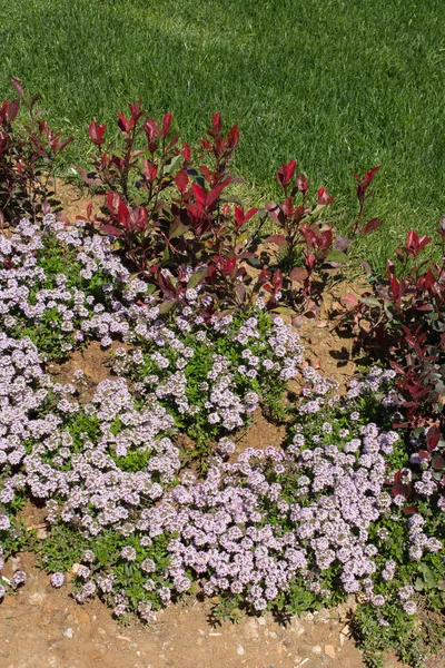 背景としての美しい新鮮な花 — ストック写真