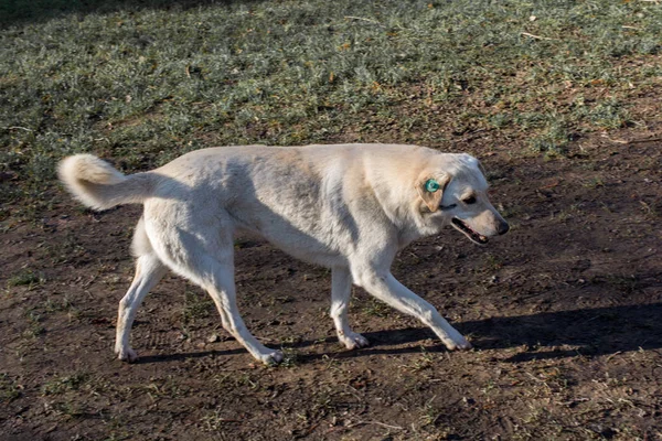 Cani Randagi Senzatetto Strada Come Concetto Solitario — Foto Stock