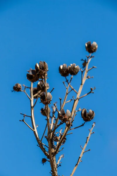 Een Deel Van Een Boom Een Tuin Zien — Stockfoto