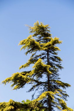 Bahçede çiçek açan genç bir ağaç.