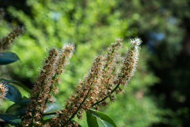 Arka plan olarak güzel taze çiçekler